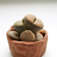 Suculenta de colección: piedras vivientes - Planta suculenta de variedad especial