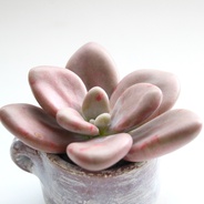 Suculenta de colección: piedra lunar - Planta suculenta de variedad especial