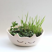 Huerta para gatos - Jardín con plantas especiales comestibles para gatos