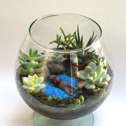 Terrario ‘después de este bañito...’  - Jardín en vidrio en forma de tulipan con figura de nutria