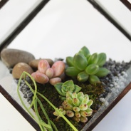 Terrario cúbico  - Jardín en vidrio de forma cúbica, inclinado.