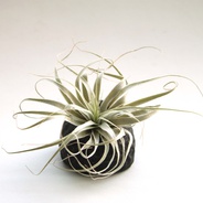 Rocas vivas - Roca en cerámica usada como base para planta de aire