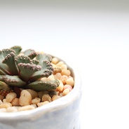 Suculenta de colección: aloinopsis - Planta suculenta de variedad especial