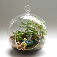 Terrario colgante ‘mi vecino Totoro’ - Jardín en vidrio para colgar o poner en mesa con figura de Totoro.