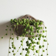 Camándula pared - Planta suculenta con matera en cerámica para poner en pared