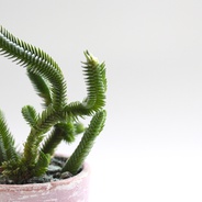 Suculenta de colección: Pagoda - Planta suculenta de variedad especial