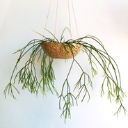 Suculenta de colección: rhipsalis - Planta suculenta de variedad especial
