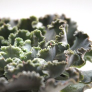 Suculenta de colección: encaje andaluz - Planta suculenta de variedad especial
