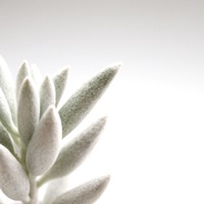 Suculenta de colección: capullo - Planta suculenta de variedad especial