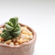 Suculenta de colección: rosa Karoo - Planta suculenta de variedad especial