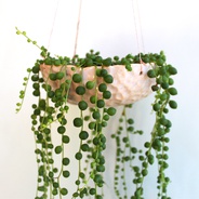 Camándula techo - Planta suculenta con matera en cerámica para colgar.